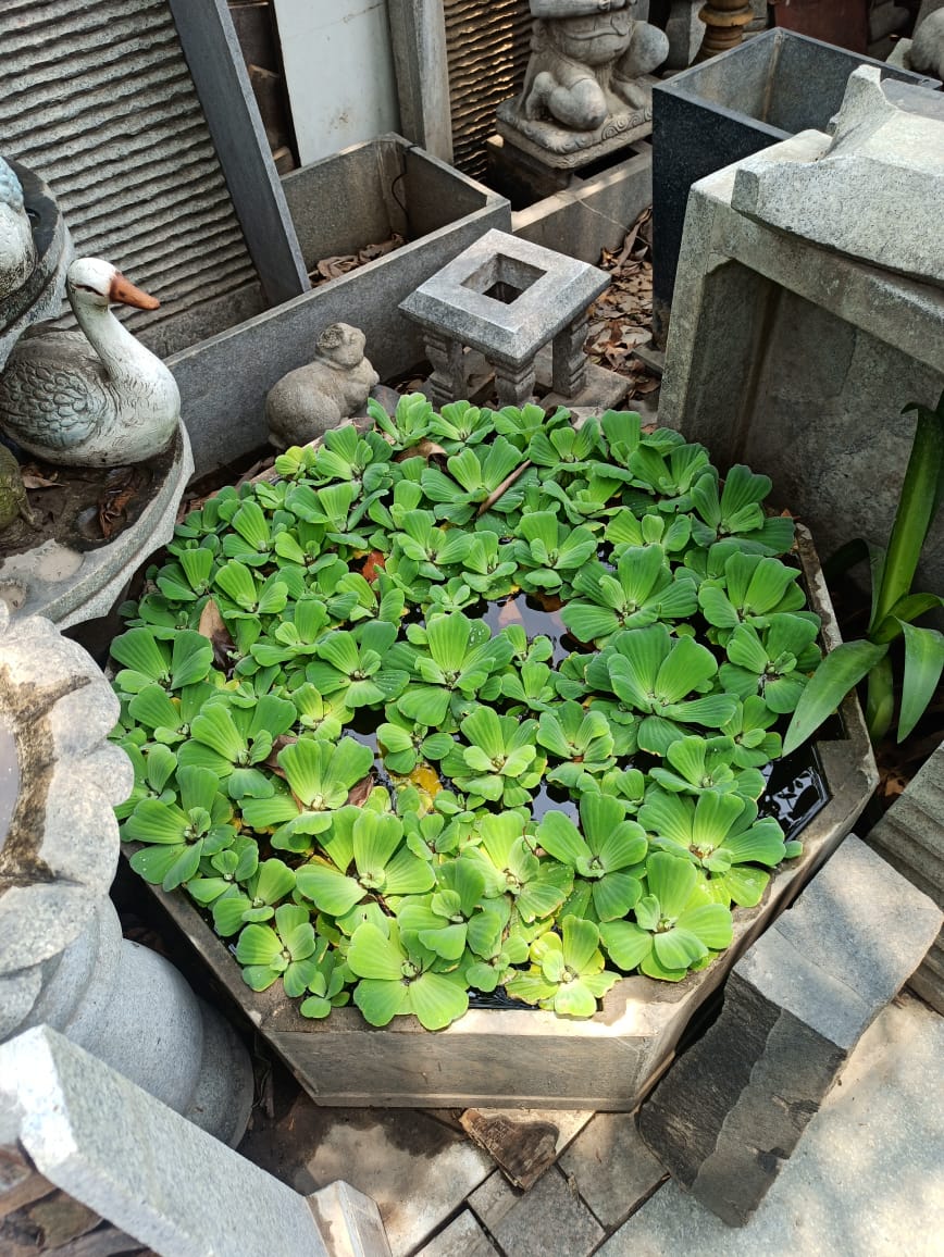 Vibrant water lettuce in a hexagonal stone planter, enhancing outdoor garden interior spaces by Olangana Design in Bangalore.